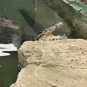 Cuban crocodile image 2