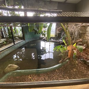 Yacare caiman enclosure