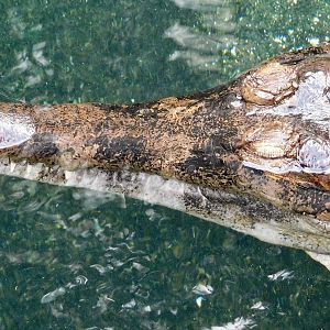 Sunda Gharial (Tomistoma schlegelii) December 6, 2025