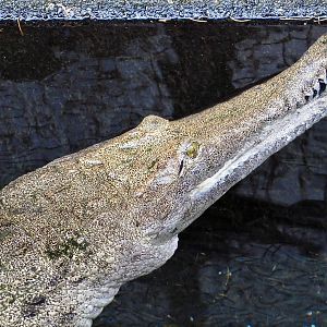 Australian Freshwater Crocodile (Crocodylus johnstoni) December 6, 2025