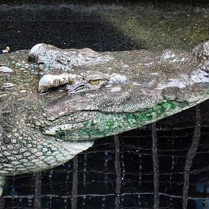 Siamese Crocodile (Crocodylus siamensis) December 6, 2025