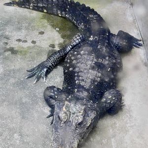 West African Dwarf Crocodile (Osteolaemus tetraspis) December 6, 2025