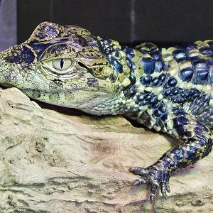 Juvenile Broad-Snouted Caiman (Caiman latirostris) December 6, 2025