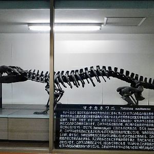Toyotamaphimeia machikanensis Full-body skeletal replica December 6, 2025