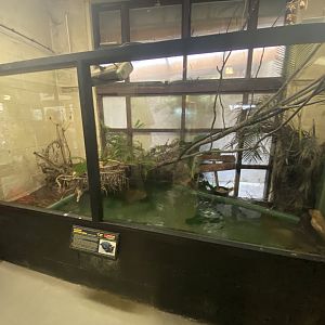 Alligator snapping turtle exhibit