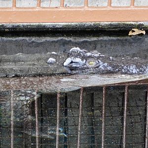 Saltwater Crocodile X Siamese Crocodile Hybrid (C. porosus X C. siamensis) December 6, 2025