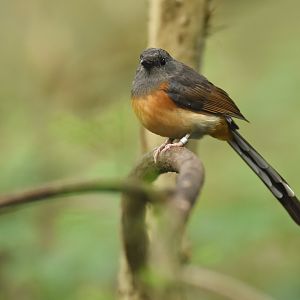 White-rumped shama Copsychus malabaricus
