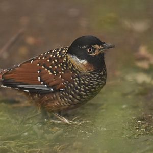 Spotted laughingthrush Ianthocincla ocellata