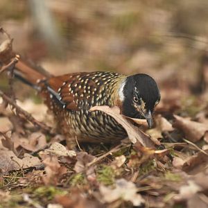 Spotted laughingthrush Ianthocincla ocellata