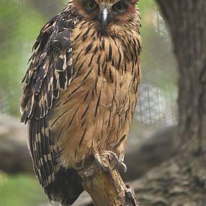 Buffy fish-owl Ketupa ketupu
