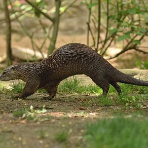 North American river otter Lontra canadensis