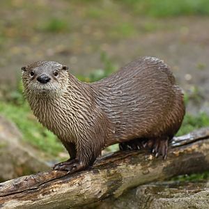 North American river otter Lontra canadensis