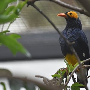Yellow-faced myna Mino dumontii