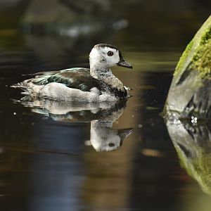 Indian cotton pygmy-goose Nettapus coromandelianus