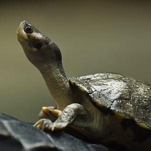 Brown roofed turtle Pangshura smithii