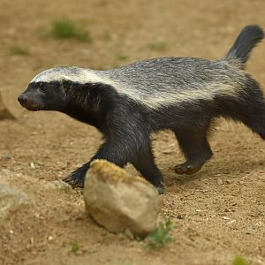 Honey badger Mellivora capensis
