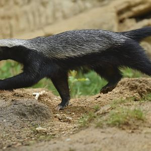 Honey badger Mellivora capensis