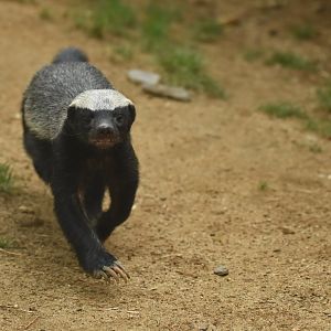 Honey badger Mellivora capensis
