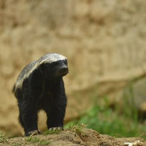 Honey badger Mellivora capensis