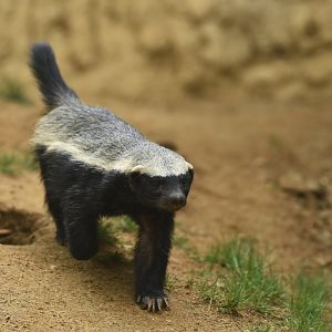 Honey badger Mellivora capensis