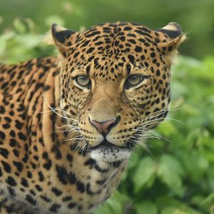 Javan leopard Panthera pardus melas