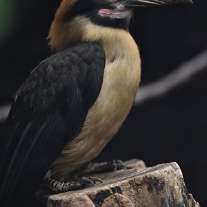 Luzon hornbill Penelopides manillae