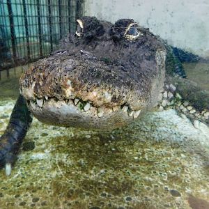 American Alligator in Underwater (Alligator mississippiensis) December 6, 2025
