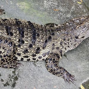 Siamese Crocodile (Crocodylus siamensis) December 6, 2025