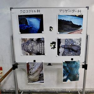 Comparison of Crocodylidae and Alligatoridae December 6, 2025