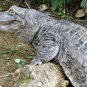 Broad-Snouted Caiman (Caiman latirostris) December 6, 2025