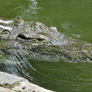 Submerged Nile Crocodile (Crocodylus niloticus) December 6, 2025