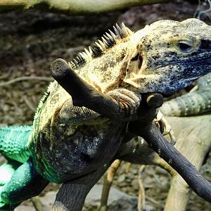 Banana Spiny-Tailed Iguana (Ctenosaura pectinata) December 6, 2025