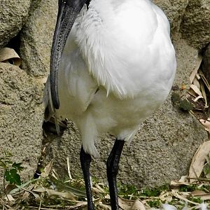 Black-Headed Ibis (Threskiornis melanocephalus) December 6, 2025