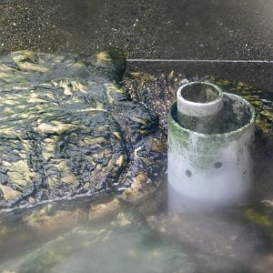 Alligator Snapping Turtle (Macrochelys temminckii) December 6, 2025