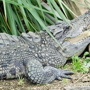 Siamese Crocodile (Crocodylus siamensis) December 6, 2025