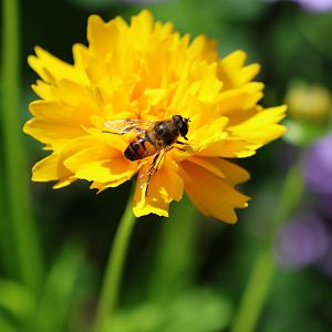 Common Drone Fly (Eristalis tenax), Albert Park (Auckland)