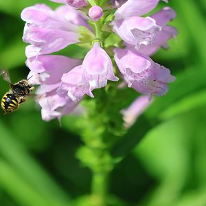 European Wool Carder Bee (Anthidium manicatum), Albert Park (Auckland)