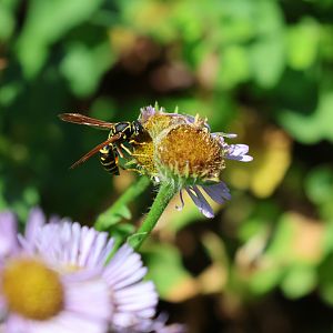 Asian Paper Wasp (Polistes chinensis), Albert Park (Auckland)