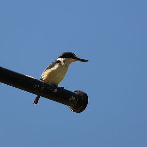 Sacred Kingfisher (Todiramphus sanctus vagans), Albert Park (Auckland)