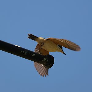 Sacred Kingfisher (Todiramphus sanctus vagans), Albert Park (Auckland)