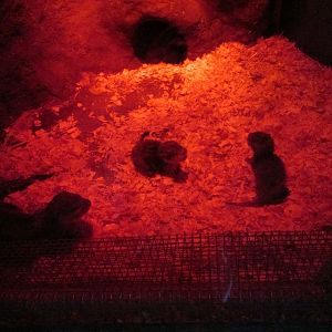 Asian small-clawed otter pups (Otter Holt)