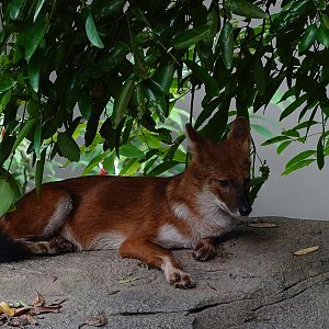 Rainforest Wild Asia: Dhole (Cuon alpinus)
