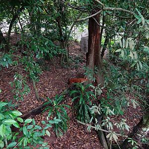 Rainforest Wild Asia: Rock Cascade - Rotational Enclosure #1