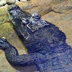 West African Dwarf Crocodile (Osteolaemus tetraspis) December 6, 2025