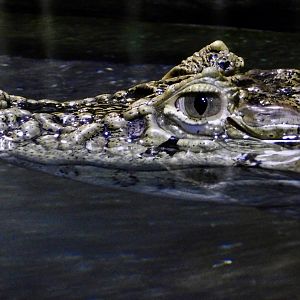 Broad-Snouted Caiman (Caiman latirostris) December 6, 2025