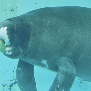Junto the Amazonian Manatee (Trichechus inunguis) December 6, 2025