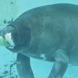 Junto the Amazonian Manatee (Trichechus inunguis) December 6, 2025