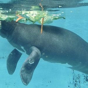 Junto the Amazonian Manatee (Trichechus inunguis) December 6, 2025