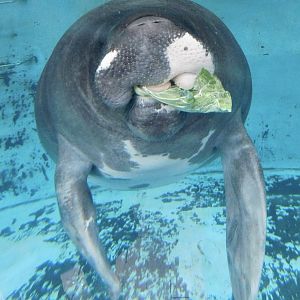 Junto the Amazonian Manatee (Trichechus inunguis) December 6, 2025