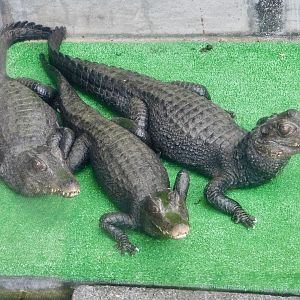 Three Cuvier's Dwarf Caiman (Paleosuchus palpebrosus) December 6, 2025